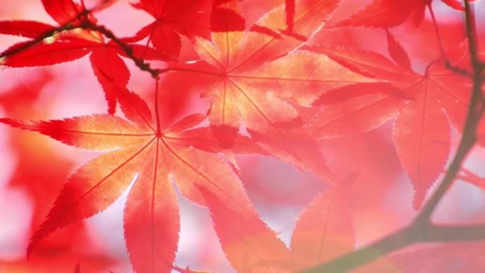 秋天的颜色红色枫叶树荫下森林氧吧