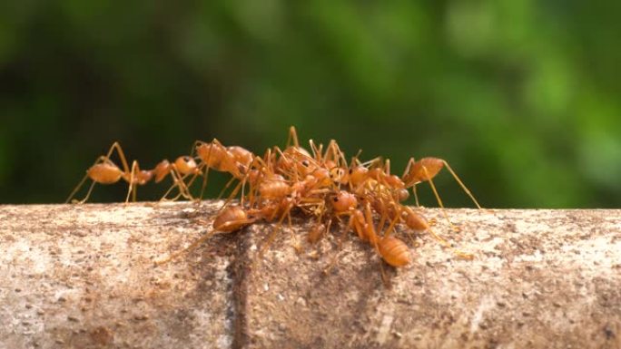 红火蚂蚁宏大自然微距实拍展示小虫子