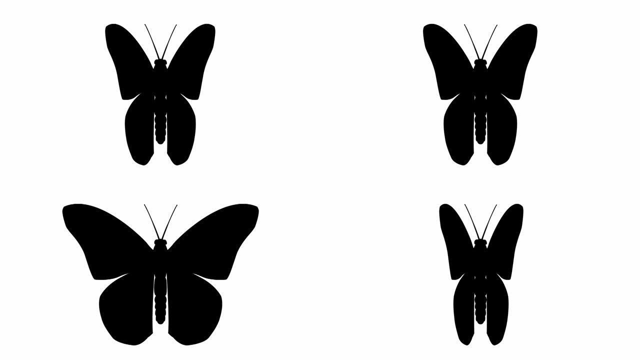 动画黑色蝴蝶襟翼。循环视频。孤立在白色背景上的平面矢量插图。