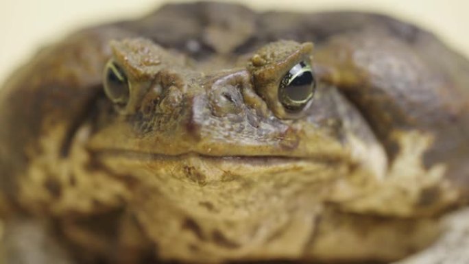 微距肖像甘蔗蟾蜍，Bufo marinus，坐在工作室的米色背景上。犀牛码头或有毒蟾蜍是宠物动物园的