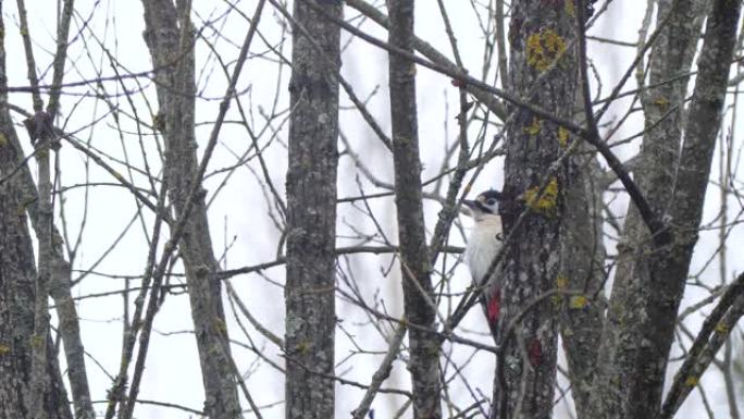 白俄罗斯林地的大斑点啄木鸟 (Dendrocopos major)