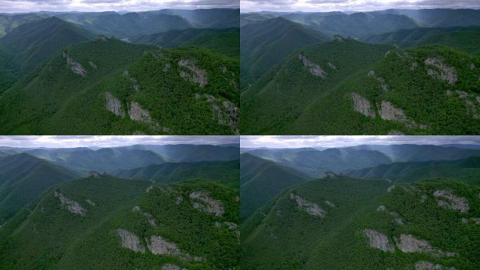 巨大的松树森林唯美大山自然美景唯美风景