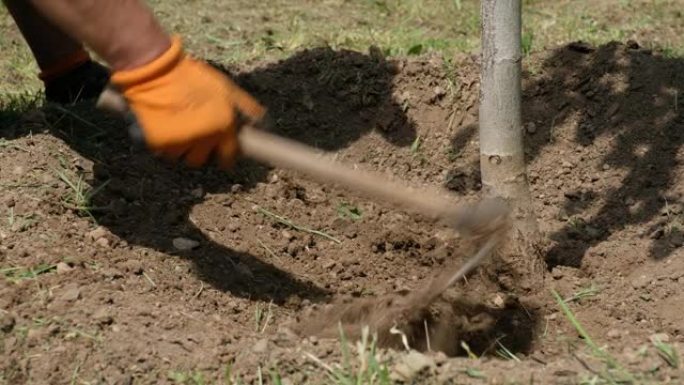 春季修剪树下的土壤