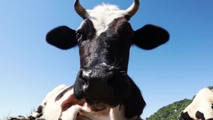 美丽草地上令人惊叹的奶牛