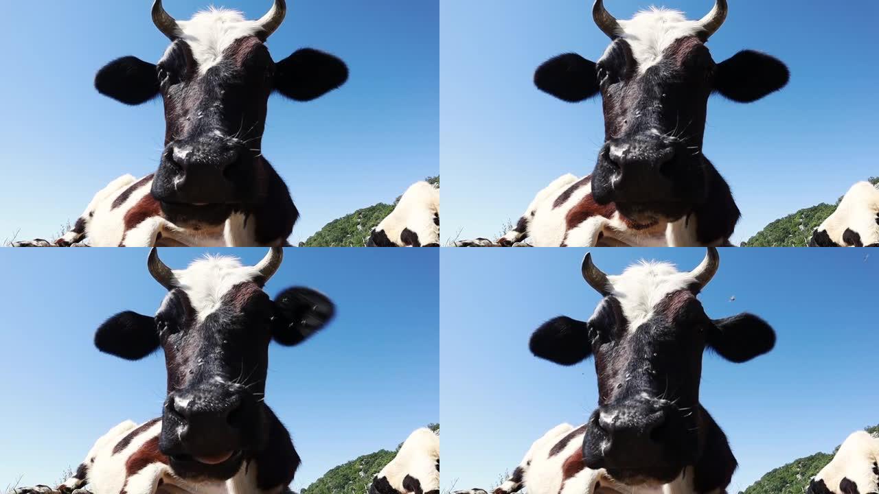 美丽草地上令人惊叹的奶牛