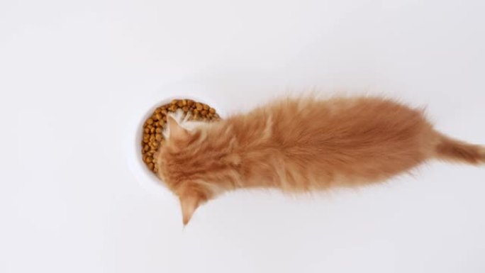 4k可爱的红色小猫吃新鲜的小猫干猫粮。姜猫从一盘食物中吃东西。广告小猫食品