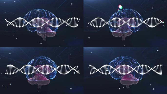 dna链在人脑上旋转的动画