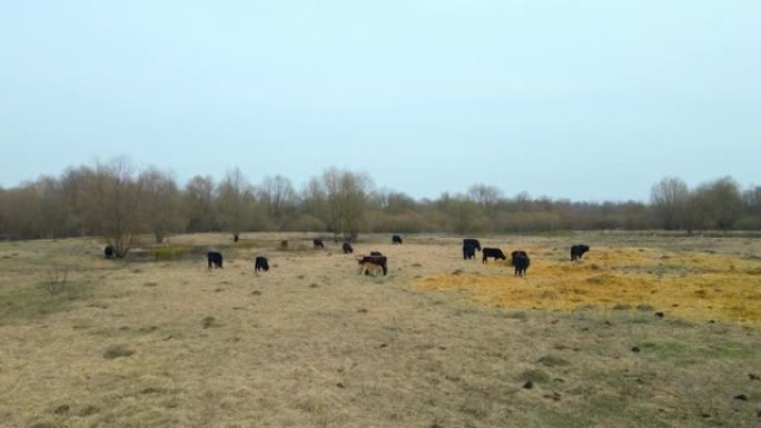 草地上的一群野牛。大自然中的赫克牛。野生动物概念。