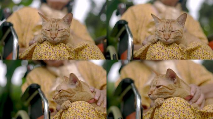 老年妇女在后院轮椅上抱着姜猫