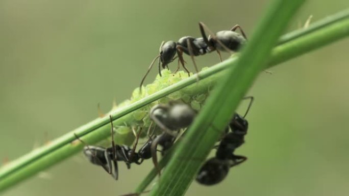 黑蚂蚁放牧蚜虫