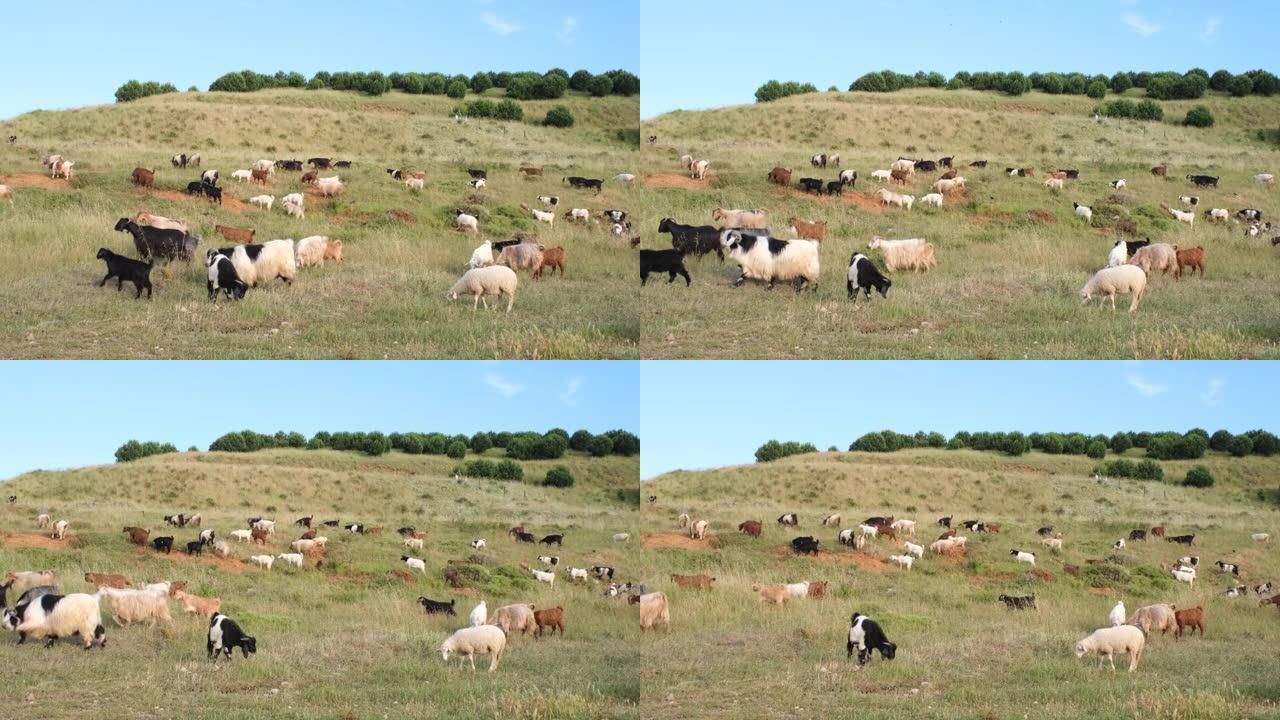 牧场宰牲节中的绵羊和山羊群