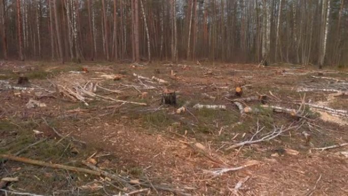 砍倒的树枝在地上的树桩之间。森林砍伐问题