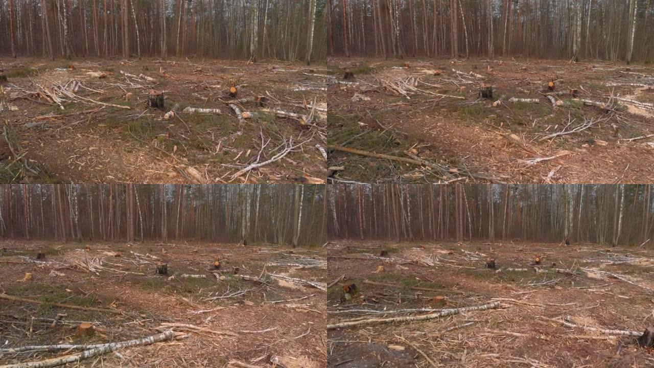 砍倒的树枝在地上的树桩之间。森林砍伐问题