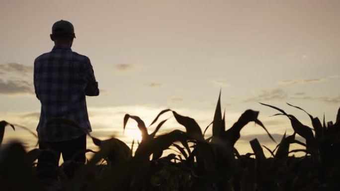 站在玉米田里的农民的剪影期待着日落