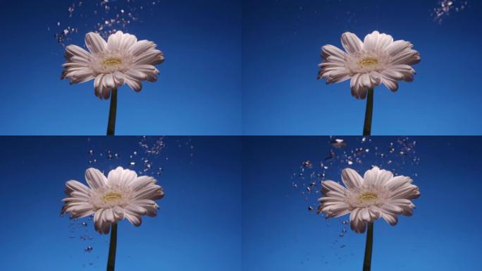 美丽的菊花白花在水中蓝色背景上，水中有气泡