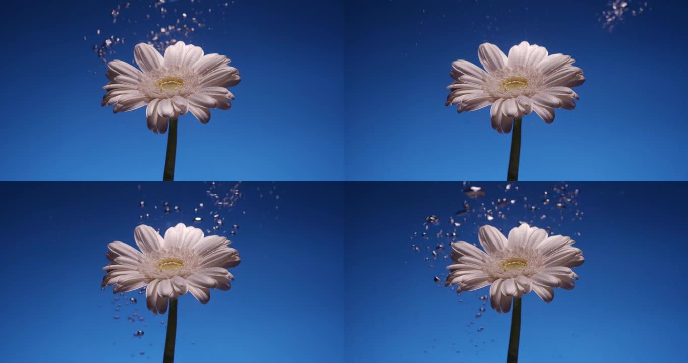美丽的菊花白花在水中蓝色背景上，水中有气泡