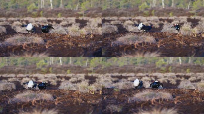 春天沼泽上的黑鸡准备战斗。带有雄性黑色松鸡的摩尔人的春天颜色