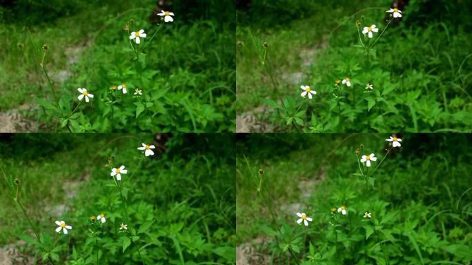鬼针草被风吹，一组组花被风吹，一组组白花又以绿色为背景。