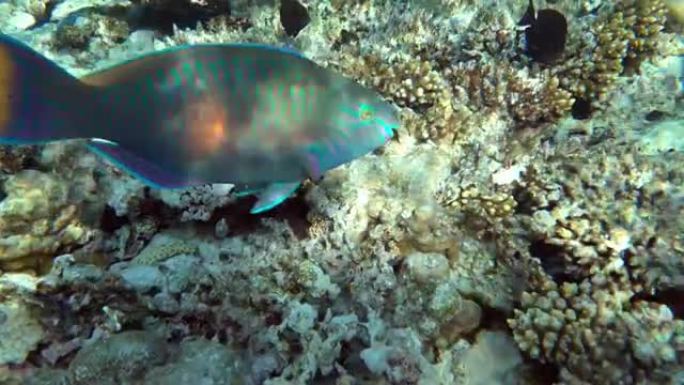 绿腹鹦嘴鱼-海鱼，红海埃及，4k视频剪辑