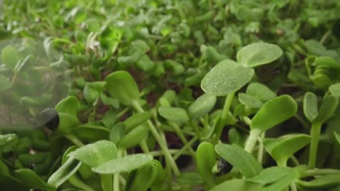 微绿发芽新鲜绿芽生长植物多种栽培植物