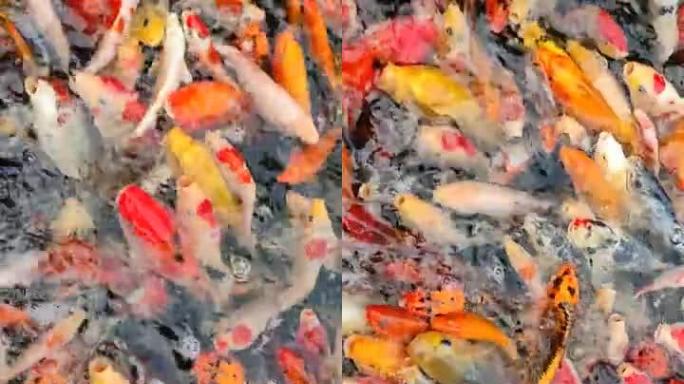 池塘锦鲤鱼的垂直视频裁剪镜头。