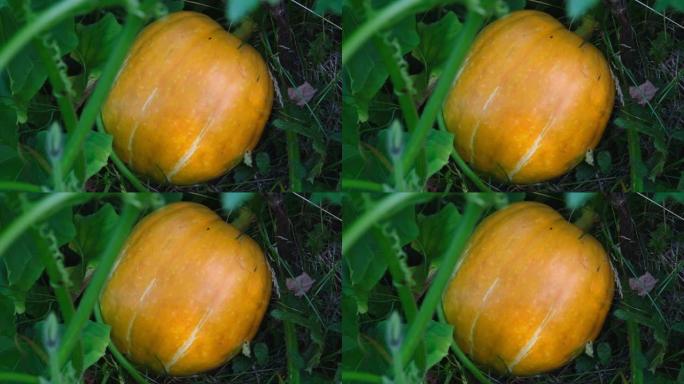菜园里生长的橙色南瓜。种植南瓜。南瓜植物。外面花园里生长的小南瓜。