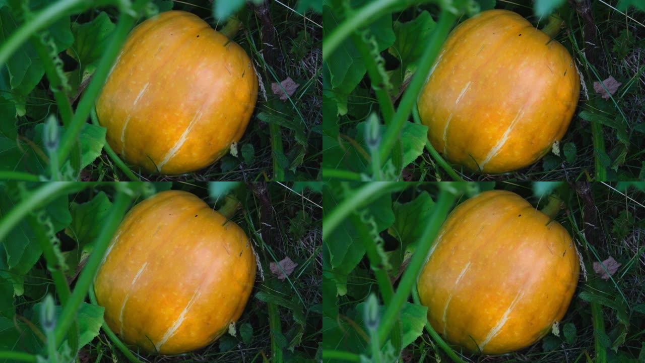 菜园里生长的橙色南瓜。种植南瓜。南瓜植物。外面花园里生长的小南瓜。