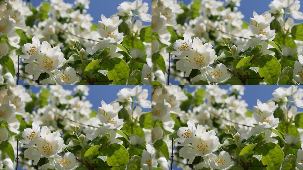 树枝的特写镜头，蓝天背景下有美丽的雪白茉莉花。盛开的茉莉花树枝。植物学，细节，天然