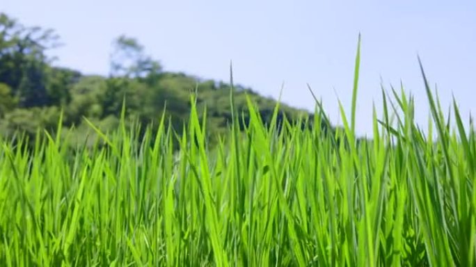 东京近郊的新鲜绿色水田