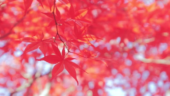 秋天的颜色红色枫叶秋天