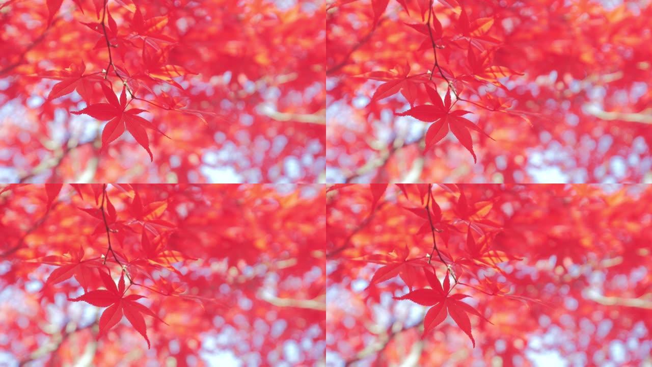 秋天的颜色红色枫叶秋天