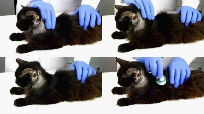 兽医或志愿者检查了听诊器健康的破旧生病的杂种黑猫，覆盖着伤口，带状疱疹和结痂。