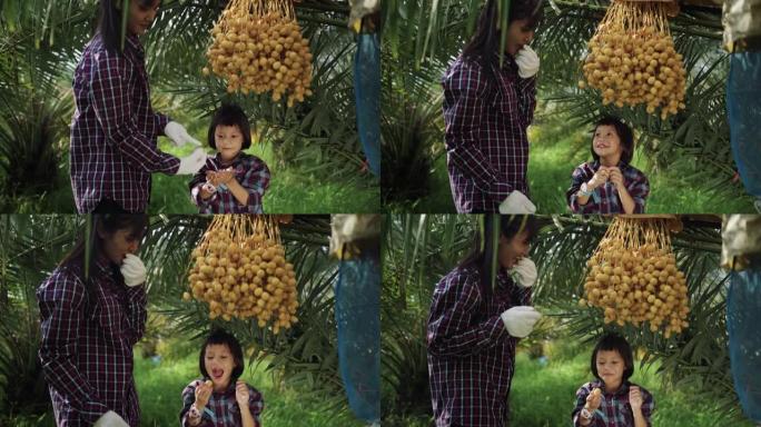 母女采摘椰枣果。记录实拍素材