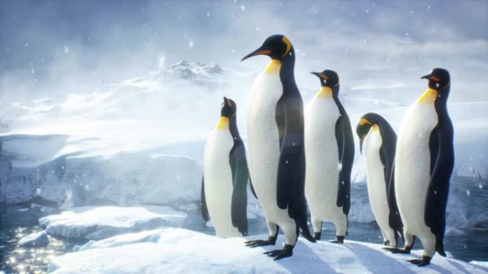 帝企鹅站在巨大的冰山上，欣赏冬季极地景观。冬季自然条件下巨大的高冰川。可循环的动画非常适合自然和动物