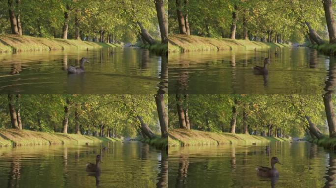 鸭子在镜头前游泳，选择性对焦。S