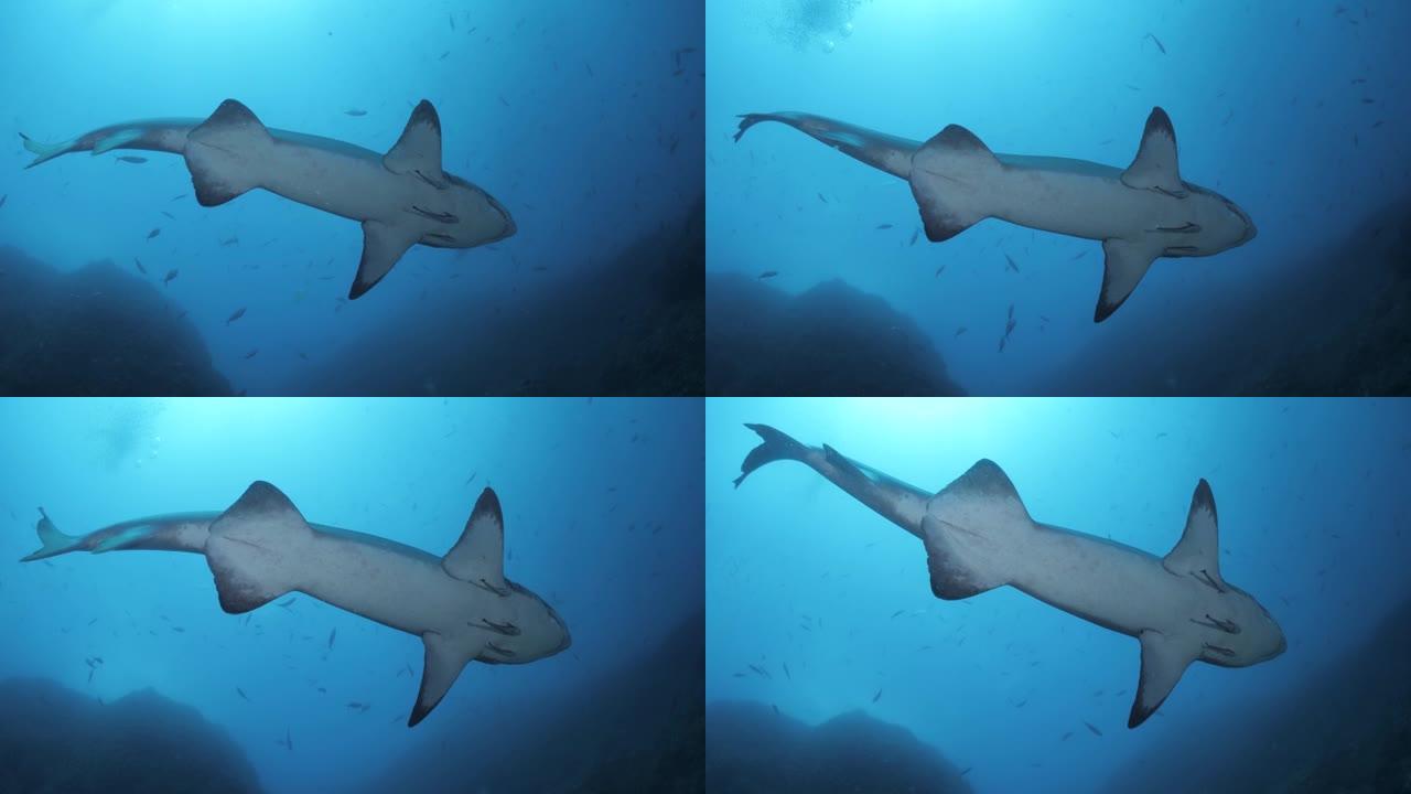仰望一条大鲨鱼在水下水流中移动尾巴的独特景色。