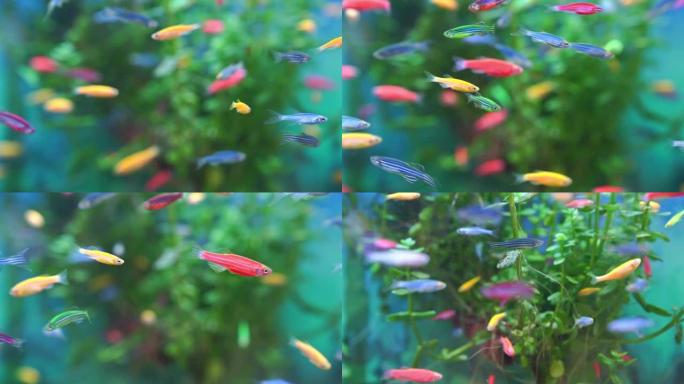 Danio小型，快速的鱼，颜色不寻常。朴实无华的品种