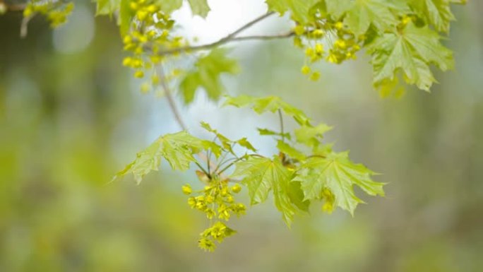 爱沙尼亚树的绿色枫叶