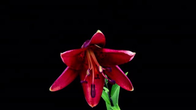 盛开的红色百合花的时间流逝。美丽的百合开放。关闭黑色背景上盛开的大花的延时。