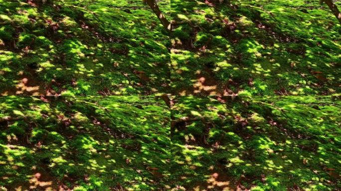 春日下闪耀的苔藓绿地斑驳