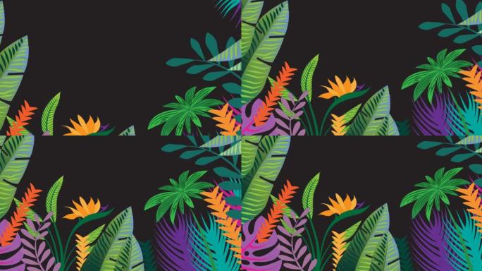 黑色背景上热带植物叶子的动画