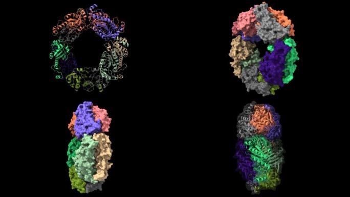 还原型人过氧化氧还蛋白2的结构