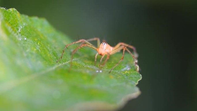 跳跃蜘蛛的特写剧毒昆虫自然美