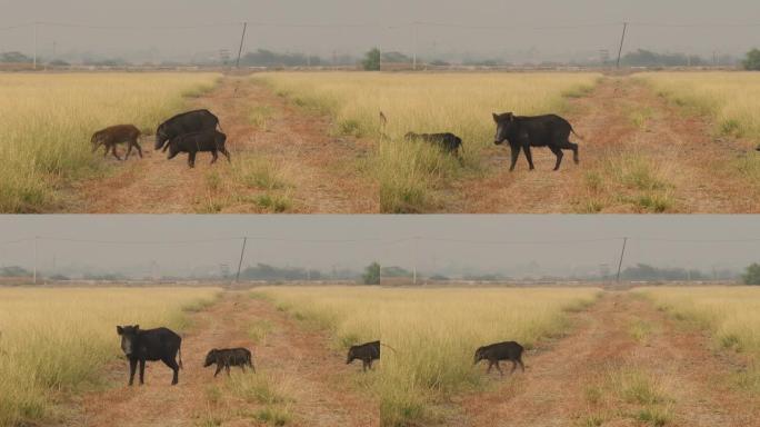 印度公猪或安达马人猪或穆平猪的完整照片在拉贾斯坦邦塔尔查帕尔黑巴克保护区草原行走的野猪家族的一个亚种