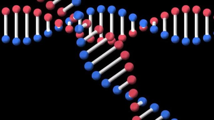 在黑色背景下旋转的dna结构的数字动画