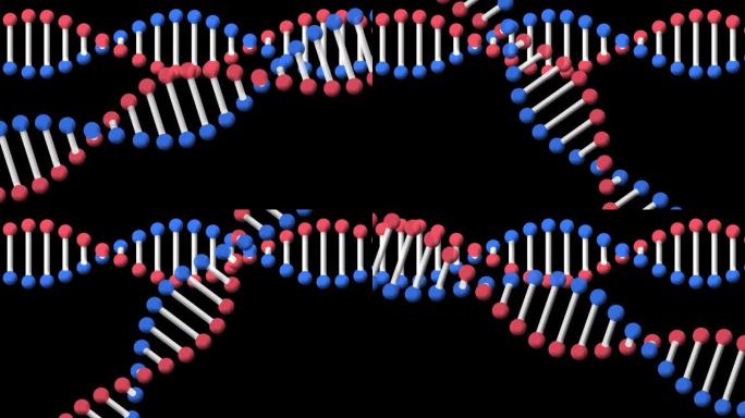 在黑色背景下旋转的dna结构的数字动画