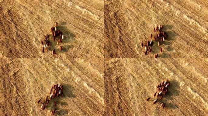 日落时，一群绵羊在割草的麦田上放牧的无人机的4k鸟瞰图。农业中的畜牧业和肉类工业的概念