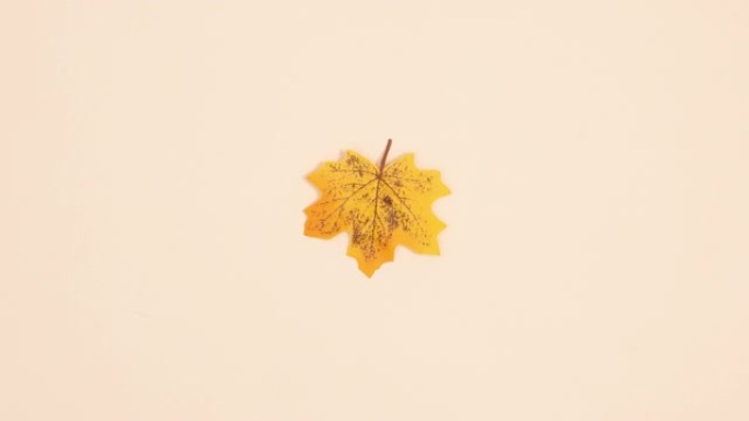 一片黄色的秋叶在米色背景上旋转。停止运动