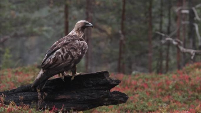 大型雄伟的欧洲猛禽金鹰，天鹰座金鹰，视野敏锐，观察周围并起飞