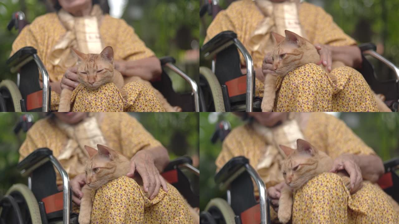 老年妇女在后院轮椅上抱着姜猫